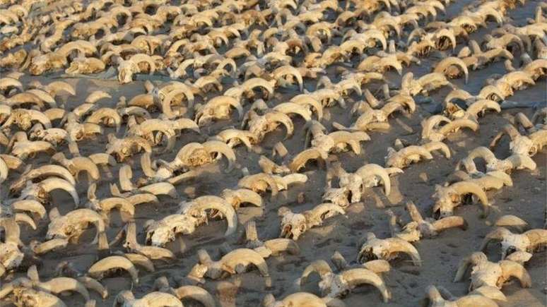 Os milhares de crânios foram colocados como oferendas durante a era ptolomaica, dizem os arqueólogos