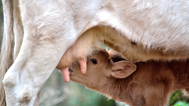 O leite da vaca é produzido para o bezerro