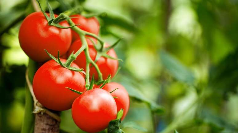 Tomate - Shutterstock