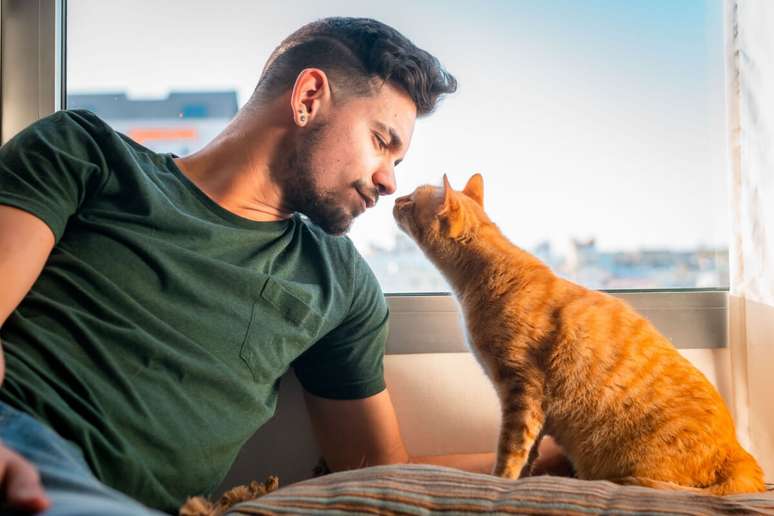 10 coisas que deve saber antes de adotar um gato