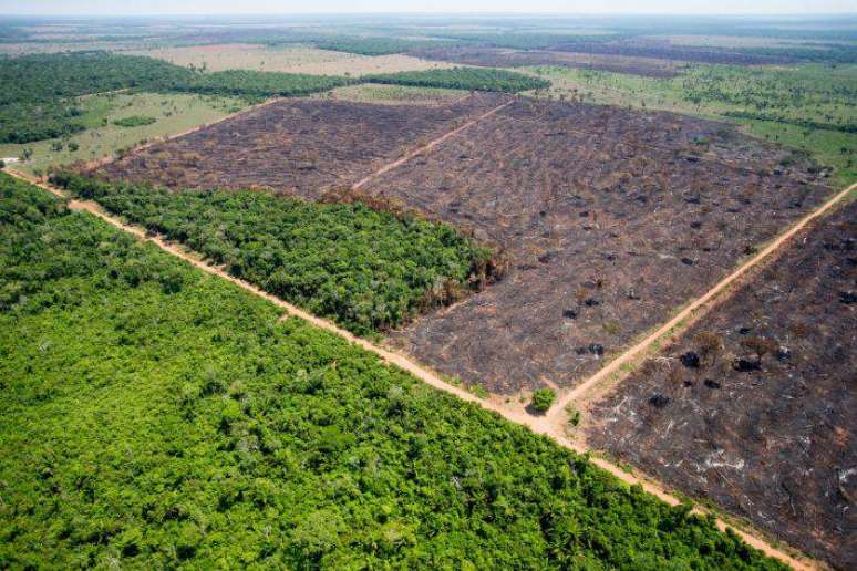 Vista área de trecho da Mata Atlântica desmatada após incêndios.