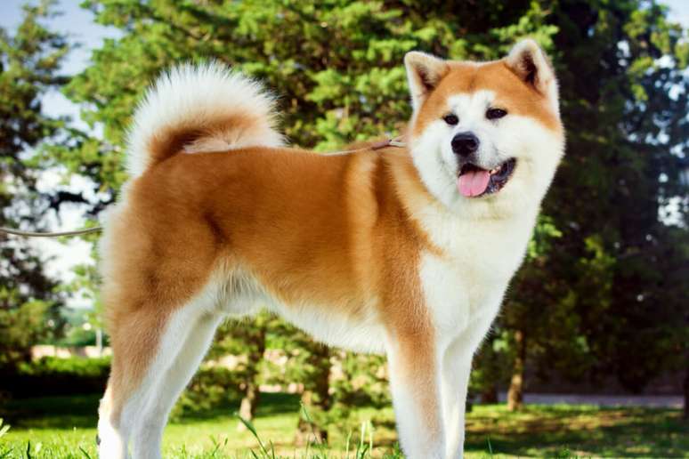 Os cães da raça akita necessitam de bastante exercício físico 