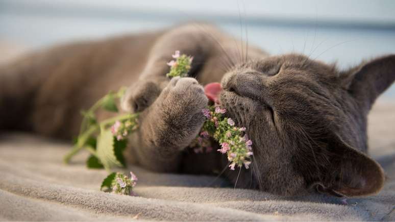 O Catnip pode até ser tabu para alguns, mas ele traz muitas vantagens para os gatos -