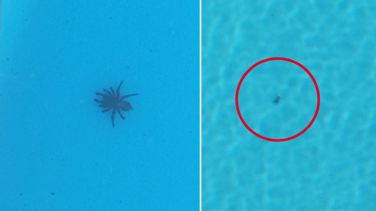 Moradora encontrou quatro aranhas em sua piscina 