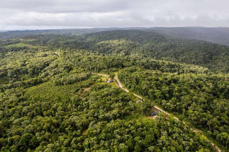 O desmatamento é responsável por cerca de metade do carbono liberado na atmosfera pelo Brasil