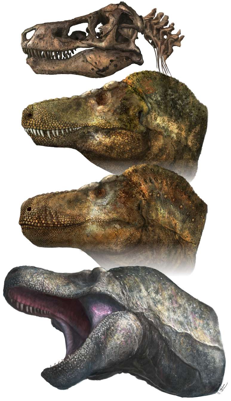 Os vários rostos do Tyrannosaurus rex. Pesquisas indicam que a imagem inferior é a mais precisa