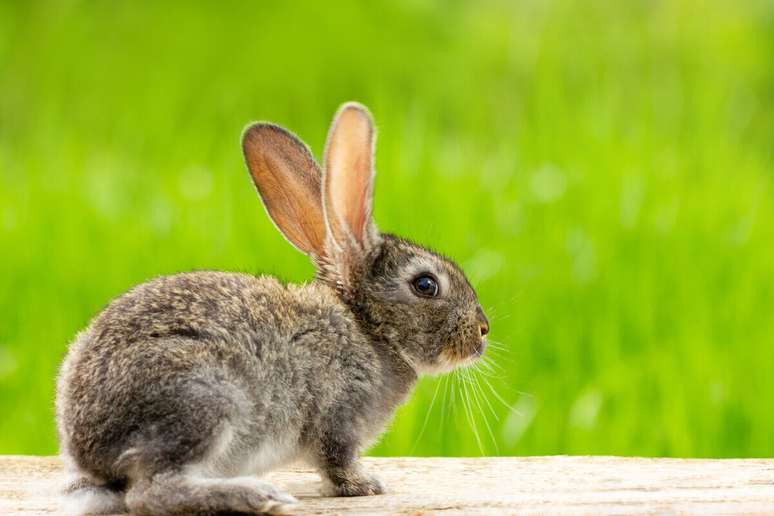 Coelhos enxergam atrás de si sem precisar virar a cabeça 