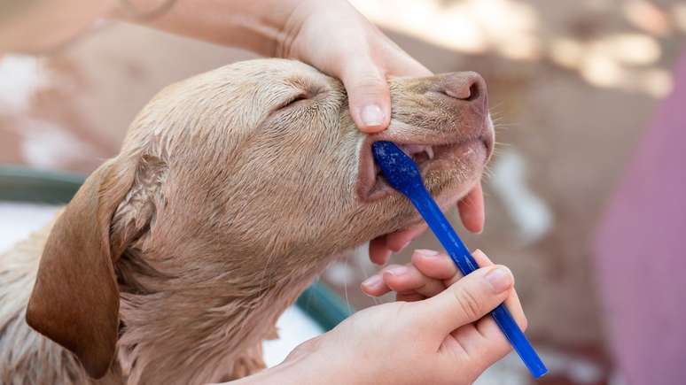 A escovação é importante para prevenir a periodontite em cães -