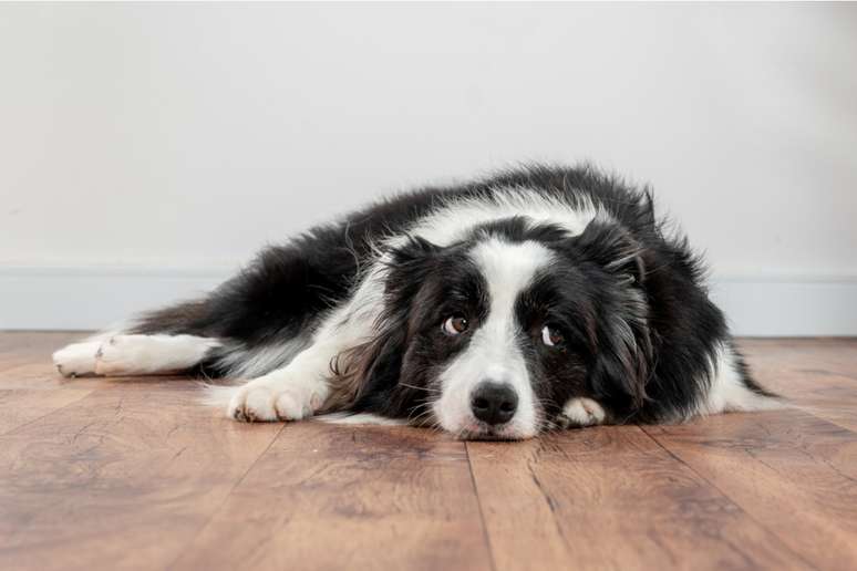 Em épocas mais frias, os pets com patologia ou condição crônica terão mais chances de desenvolver dor nas articulações 