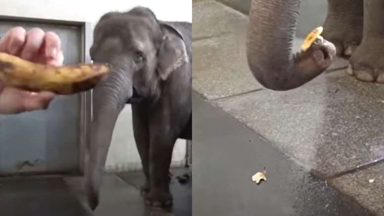 Elefante fêmea Pang Pha só descasca bananas marrom amareladas