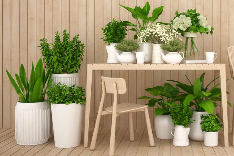 As plantas deixam o espaço mais leve e afastam pessoas invejosas 