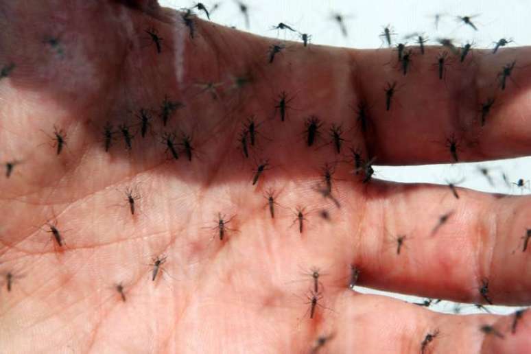 Além de ter listras brancas e pretas, o mosquito da dengue é silencioso e costuma picar durante o dia.