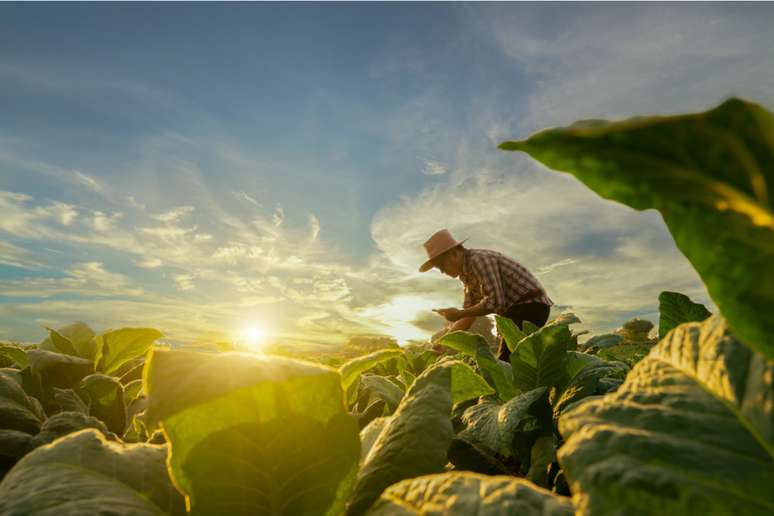 Agricultura é caracterizada pelo cultivo de plantas e vegetais