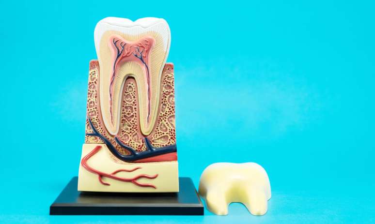 Células-tronco presentes na polpa do dente podem tratar doenças; veja -