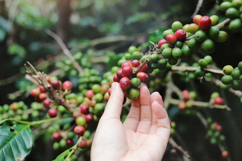 Brazil is the largest producer of coffee in the world (Image: Nuchylee/Envato) Brazil is the largest producer of coffee in the world (Image: Nuchylee/Envato)