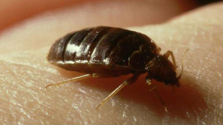 Percevejos são conhecidos como 'bed bugs' em inglês