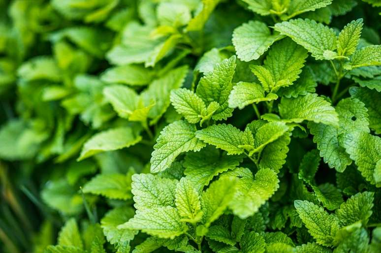12 herbs to plant at home and make herbal teas