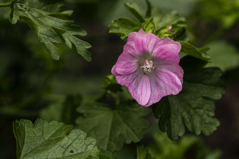 mauve
