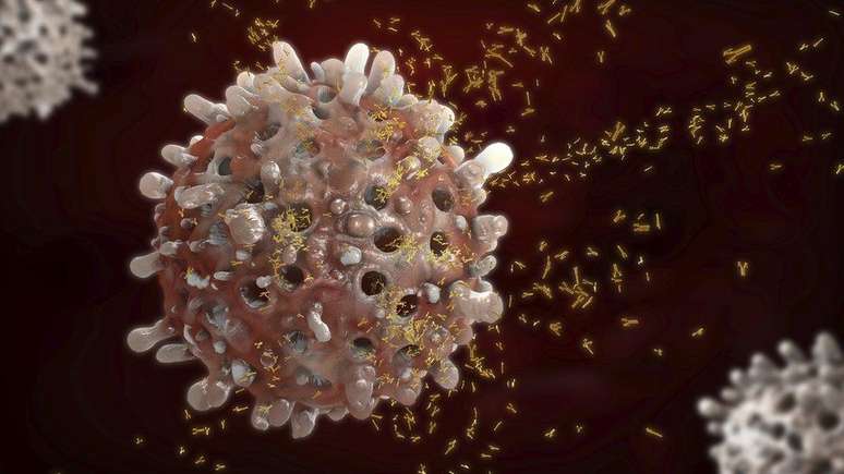 Células-B combatem infecções no organismo