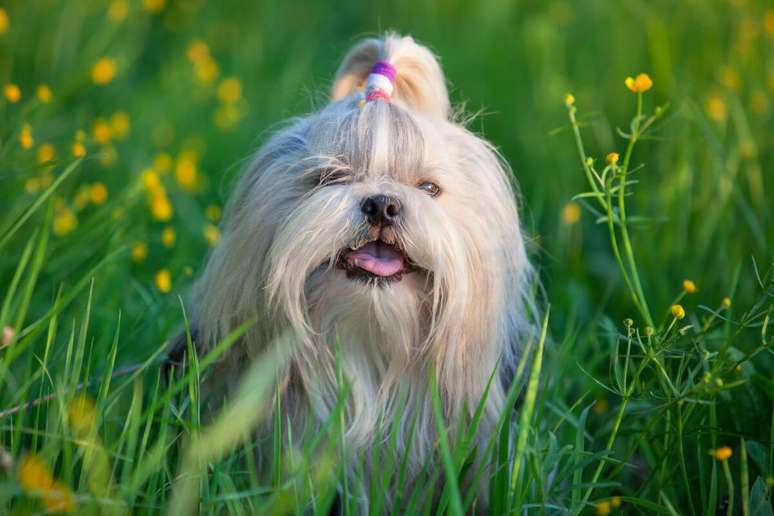 Shih-tzu é uma raça amigável