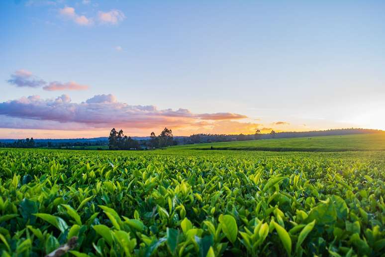 Semana de Agro: entenda como investir e obter renda passiva com o agronegócio!. Foto: Unsplash