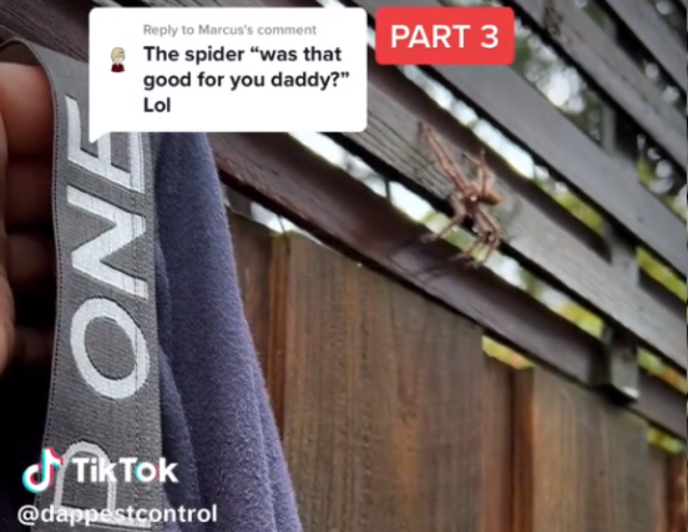 A aranha-ca&ccedil;adora foi solta na natureza depois do incidente