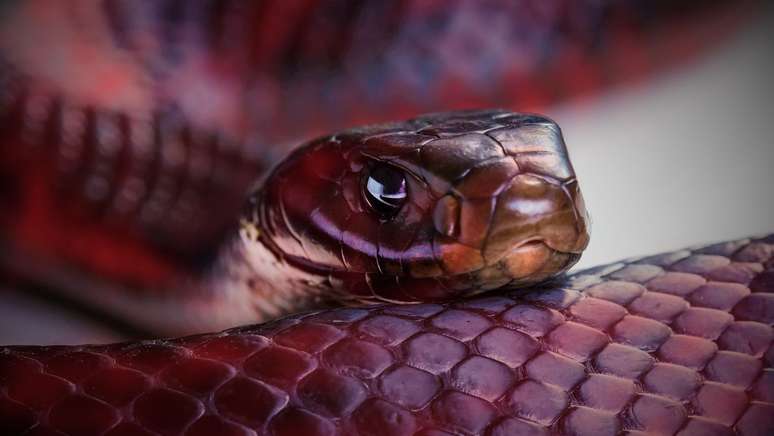 Após meses desaparecida, serpente Píton de mais de 4 metros é