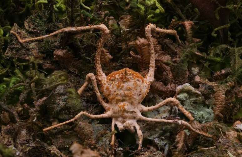 A espécie Purpureocillium aff. atypicola, de cor roxa, foi identificada parasitando uma aranha-de-alçapão