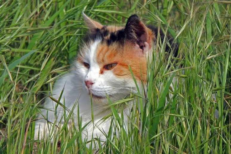 Este ano, os caçadores mirins teriam até o final de junho para caçar o máximo de gatos ferais que pudessem