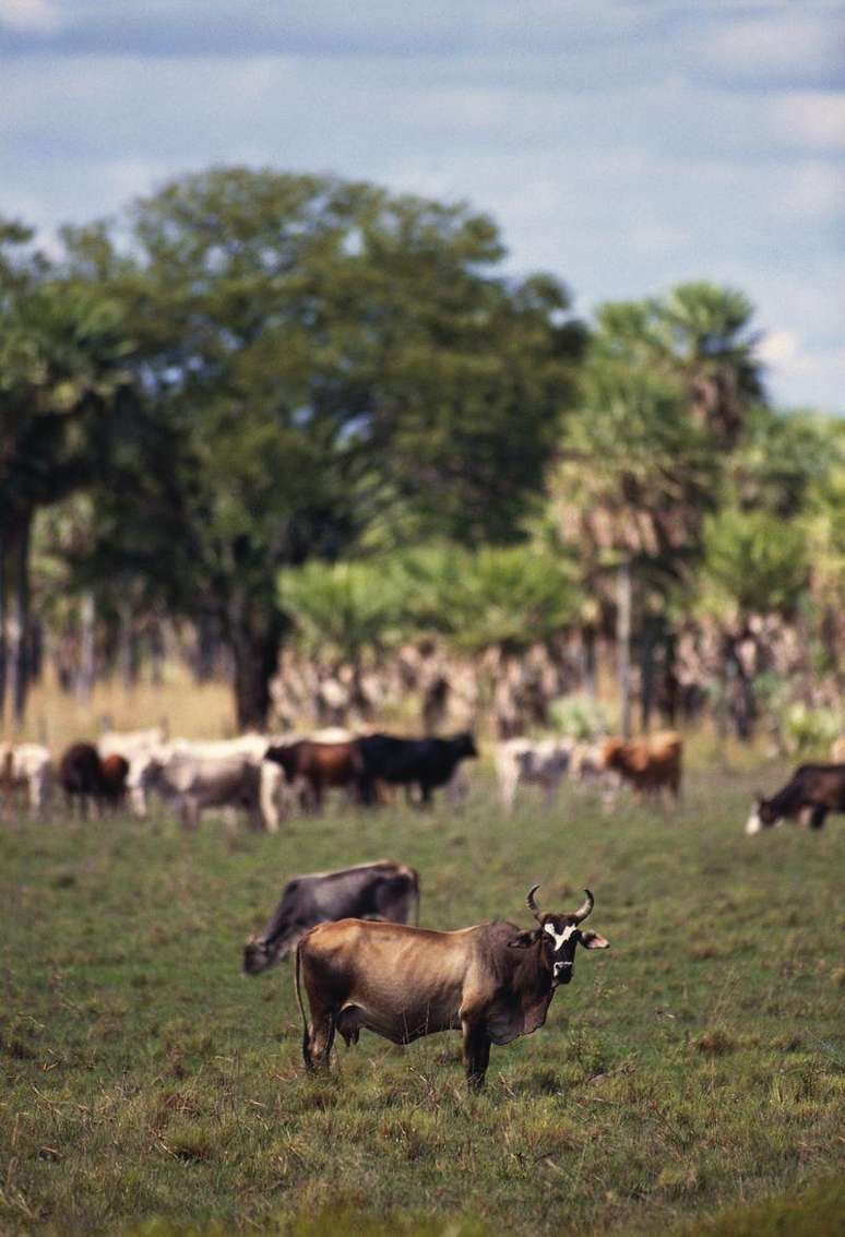 O Gran Chaco é uma região de exploração agrícola