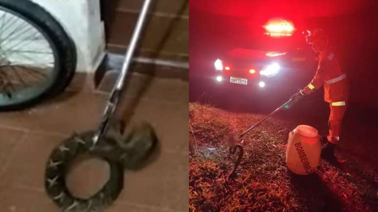 Cobra foi resgatada pelo Corpo de Bombeiros