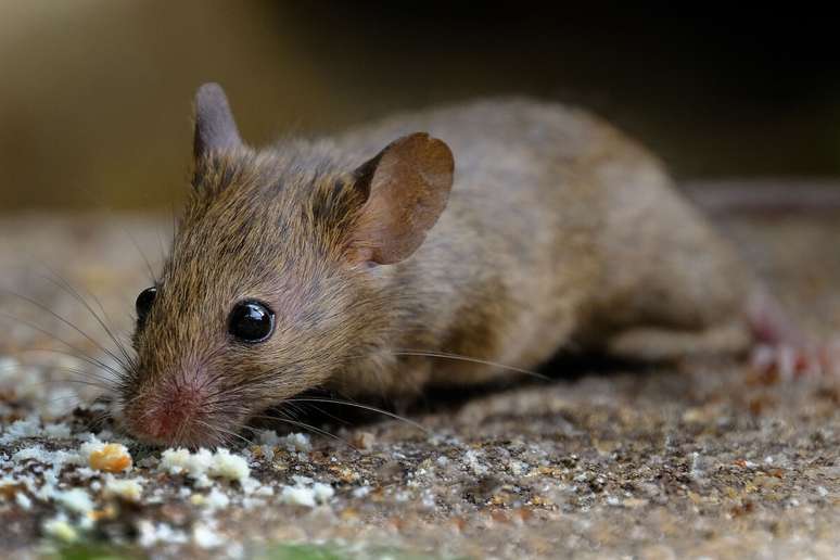 A gaiola dos camundongos deve ser higienizada regularmente 