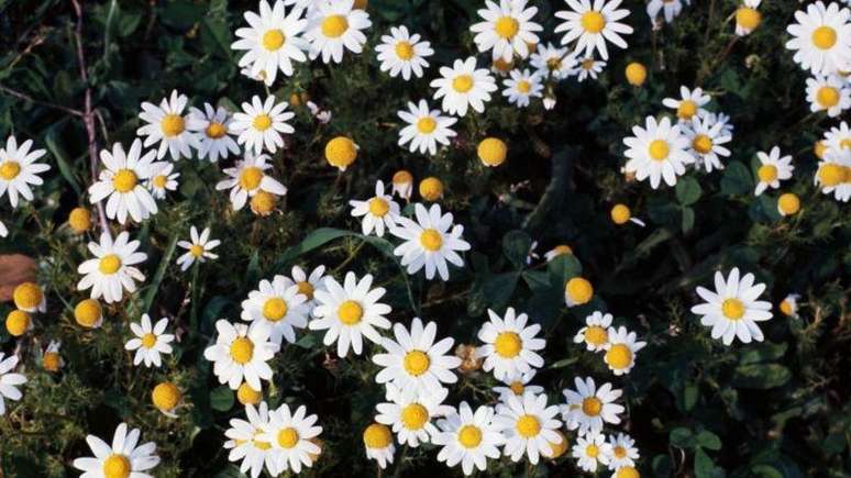 'H&aacute; muito pouca evid&ecirc;ncia de que a camomila tenha um efeito significativo', diz Coulson