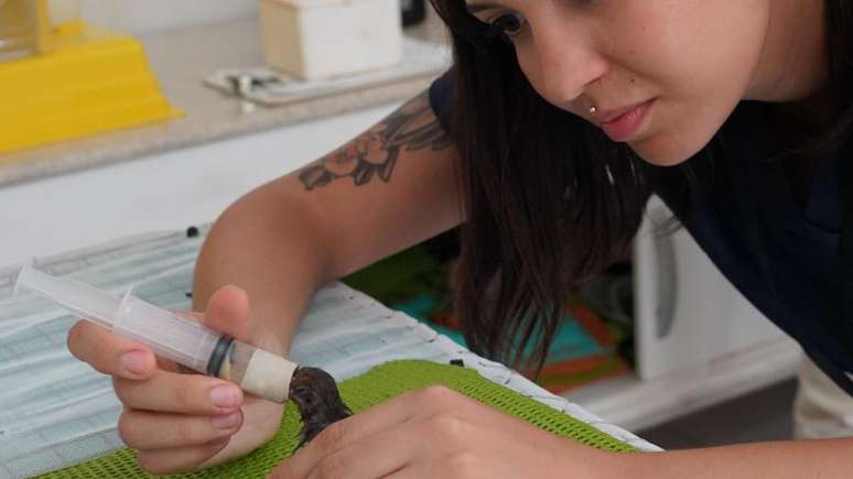 Um dos filhotes nos primeiros dias de vida sendo alimentado com papinha