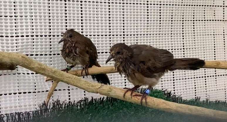 ...e os dois filhotes, com poucas semanas de vida