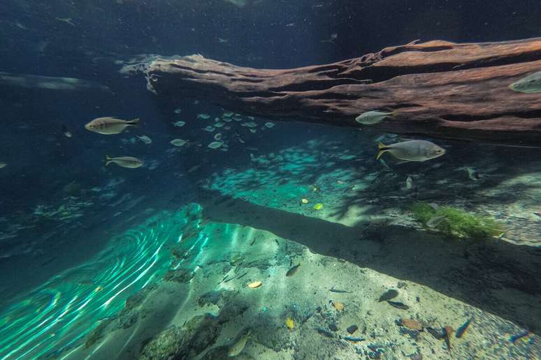 Aqu&aacute;rio Encantado permite que os turistas apreciem a beleza dos peixes 