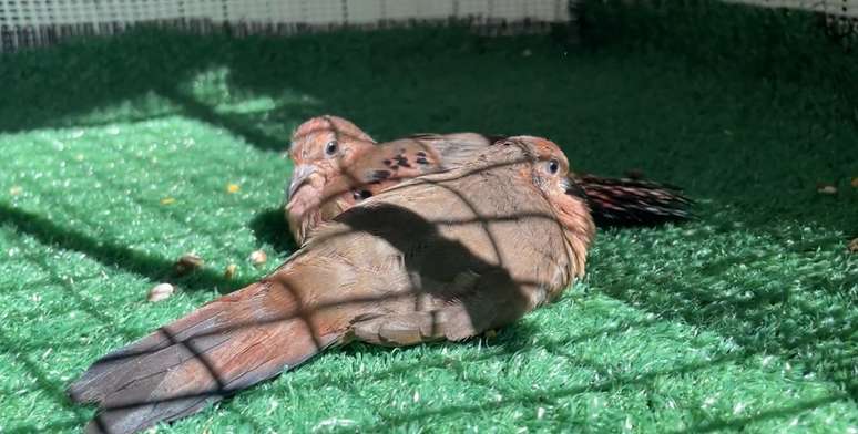 Os filhotes, que acabam de completar dois meses, em Foz do Igua&ccedil;u