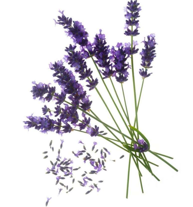 H&aacute; precedentes de drogas que foram desenvolvidas a partir de rem&eacute;dios caseiros