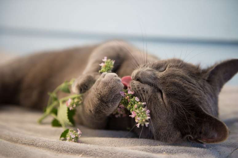 O catnip pode ter um efeito relaxante em alguns gatos e ajudar a aliviar o estresse e a ansiedade 