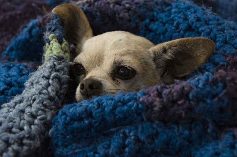 O tratamento para gripe canina é realizado de acordo com o quadro do animal 