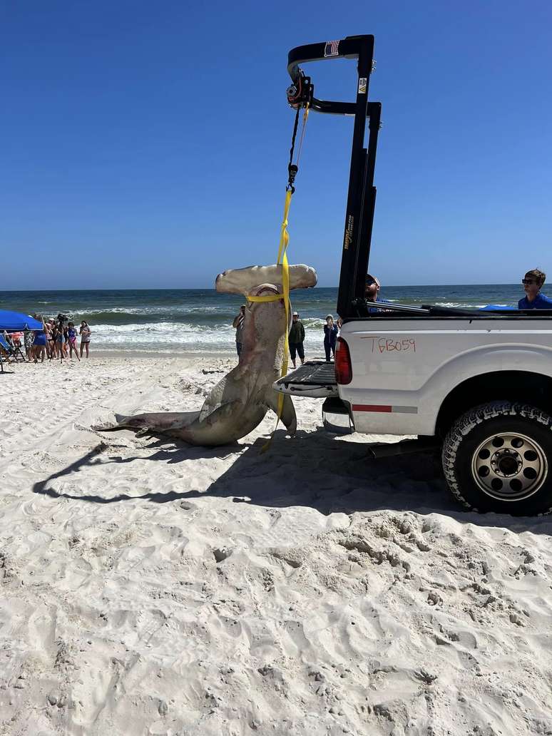 Animal foi encontrado em praia do Alabama, nos EUA