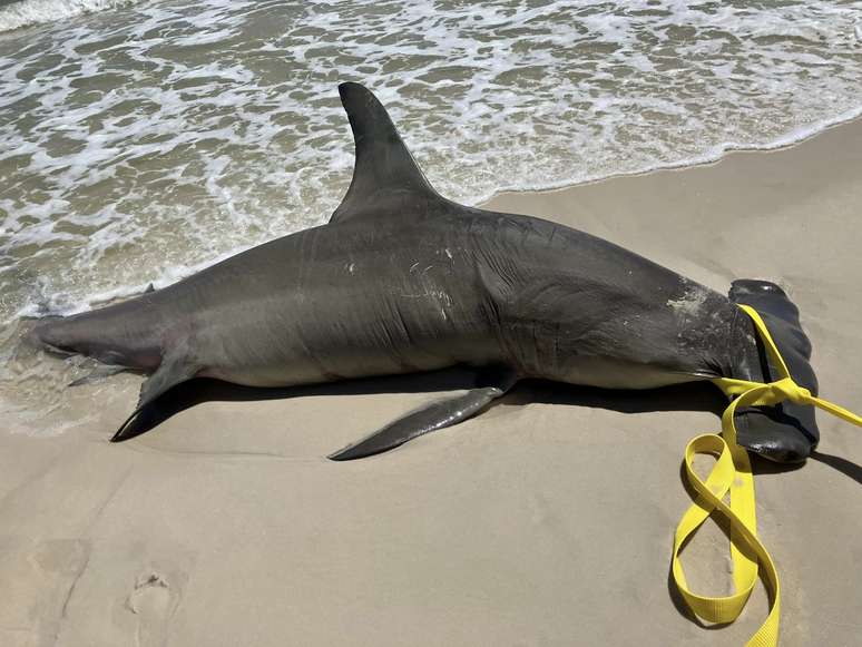 Animal foi encontrado em uma praia do Alabama, nos EUA