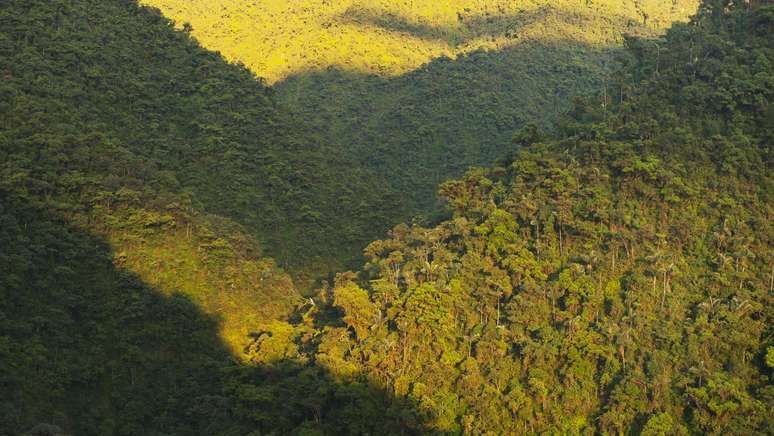 O parque nacional de Manú, no Peru, é um dos locais onde a 'árvore da febre' ainda pode ser encontrada