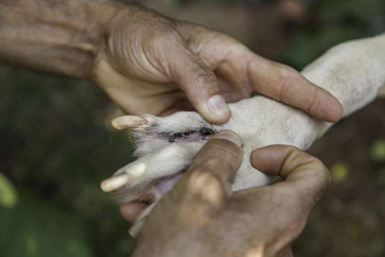 Um dos sintomas da leishmaniose em cães é o aparecimento de lesões na pele