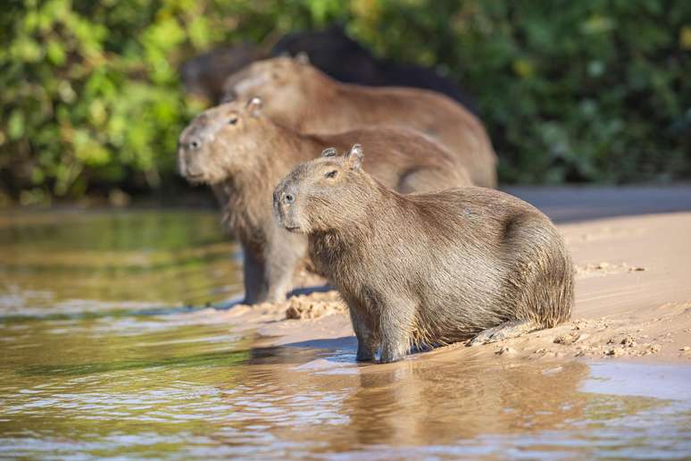 Capivaras andam em bandos e são os maiores roedores do mundo