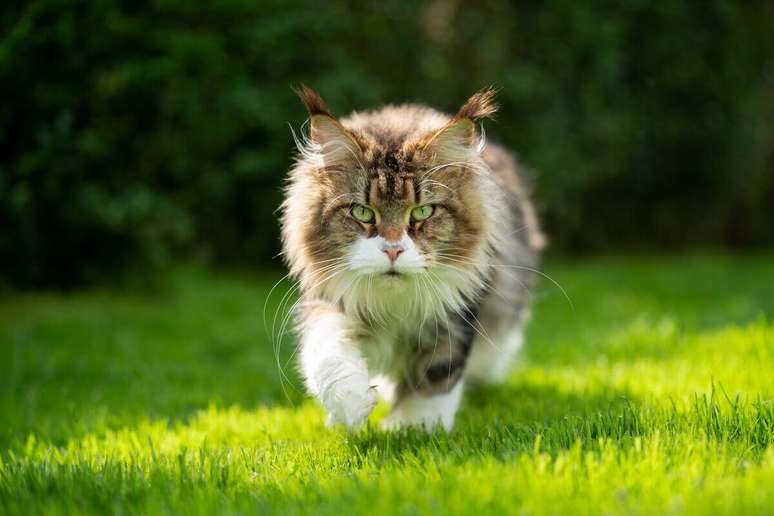 Gatos da raça maine coon tem pelagem densa 