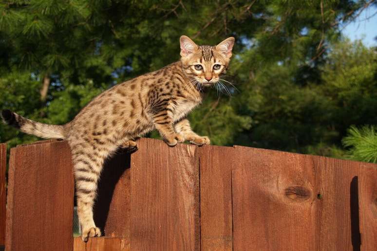 Gatos de savannah são altos e têm orelhas grandes 