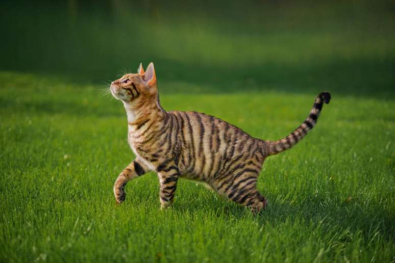 Gatos da raça toyger foram criados para se assemelharem com os tigres 