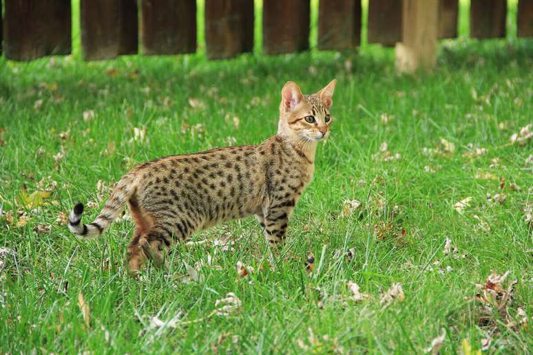 Gatos domésticos e felinos selvagens compartilham várias semelhanças