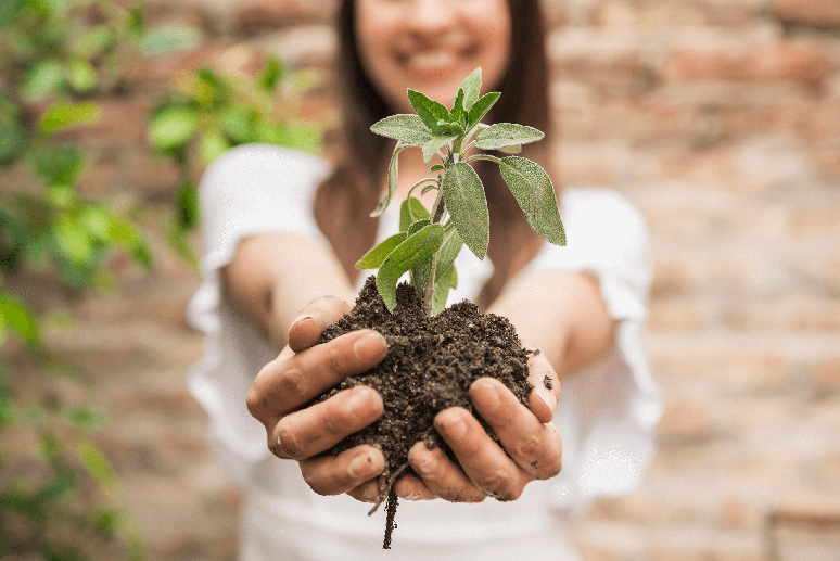 Para plantar é necessário reservar um espaço adequado e com acesso ao sol